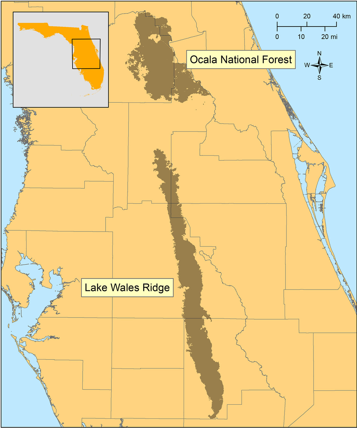 Ocala National Forest is 80 miles north of the bee’s previously known northernmost occurrence on Lake Wales Ridge.